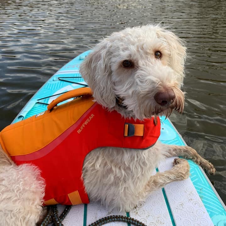 Best Swim Vest for Dogs: Ultimate Safety and Comfort Guide