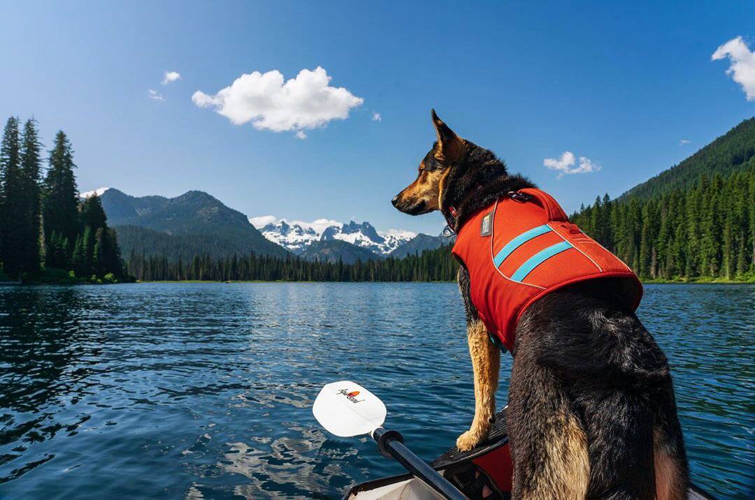 How to Kayak & SUP with Your Dog
